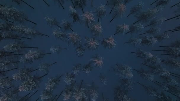 Trädtopparna Vinterlandskapet Solnedgången Finland Aerial Topdown Skott — Stockvideo