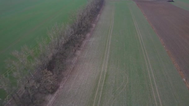 Eine Allee Kahler Bäume Frühling Schützt Die Umliegenden Felder Vor — Stockvideo