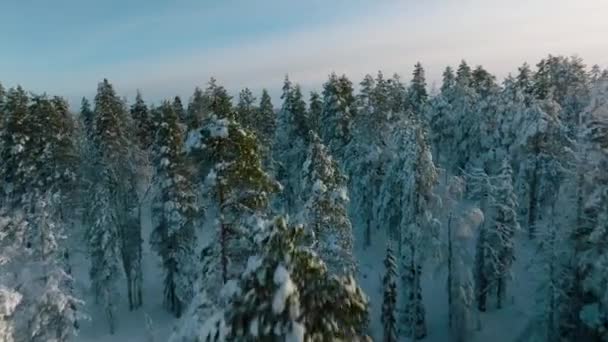 芬兰罗瓦涅米冬季森林低空飞越树梢 日落时分 空中无人机 — 图库视频影像