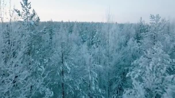 Bosque Exuberante Cubierto Nieve Durante Puesta Del Sol Finlandia Aerial — Vídeo de stock