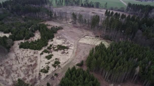 Glänta Som Finns Kvar Skogen Angripen Barkskalbaggsparasiter — Stockvideo