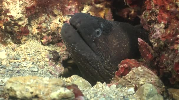 Moray Eel Sticking Head Out Burrow Facing Camera — Vídeo de Stock