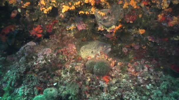 热带珊瑚礁上悬垂的莫雷鳗鱼广角镜头 — 图库视频影像
