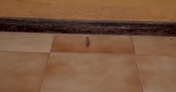 这是一个关于蚯蚓毛虫在地板上觅食的视频 — 图库视频影像
