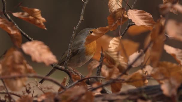 Slow Motion Close Red Breasted Robin Fly Branch Autumn — Stock video
