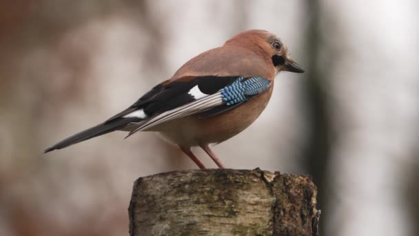 Lassú Mozgás Gyönyörű Extreme Close Eurasian Jay Ült Egy Fatörzsön — Stock videók