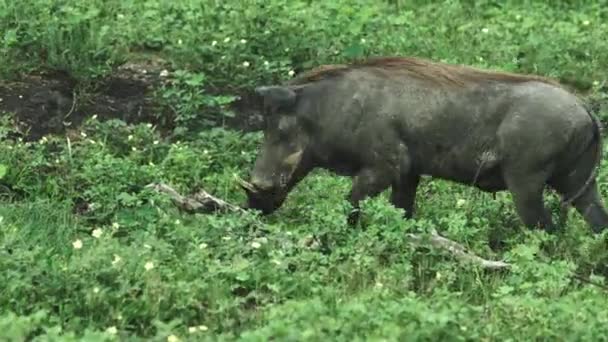 Sanglier Disparaît Dans Forêt — Video