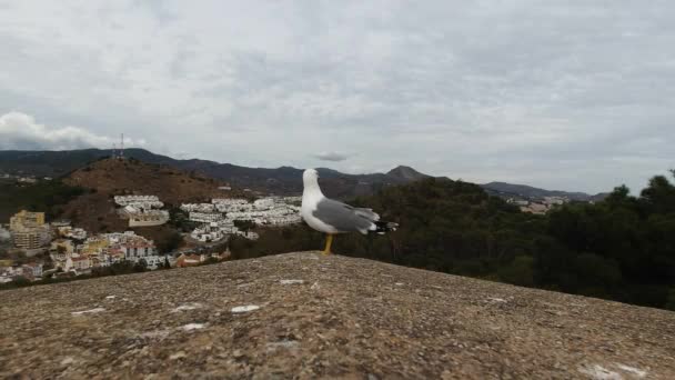 Neugierige Und Vorsichtige Möwe Sitzt Bewölkten Tagen Auf Einer Steinmauer — Stockvideo