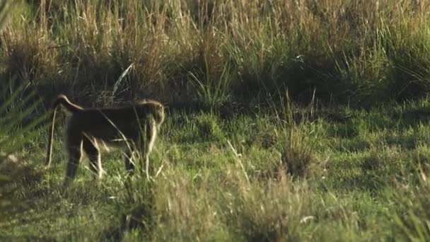 Babouin Affamé Grignotant Délicieuse Herbe — Video