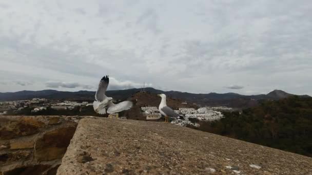 Handheld View Two Seagulls High Panorama Viewpoint Landscape Background — Stock Video