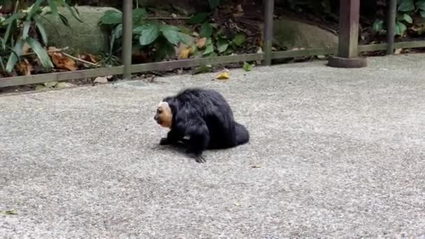 Two Male Playful White Faced Saki Monkey Playing Ground Chasing — ストック動画
