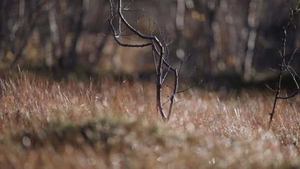 Ground Level Macro Shot Thin Blades Withered Grass Black Twigs — Videoclip de stoc