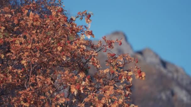 Close Rowan Tree Bright Leaves Berries Clear Blue Sky Mountains — Vídeo de stock