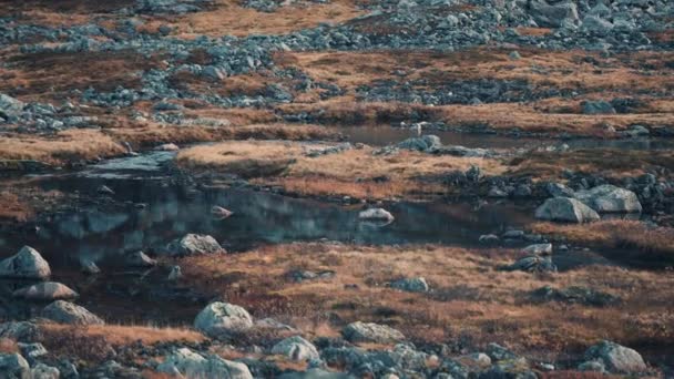 Norveç Senja Adasındaki Tundra Vadisinde Küçük Göletler Birikintileri Yavaş Çekim — Stok video
