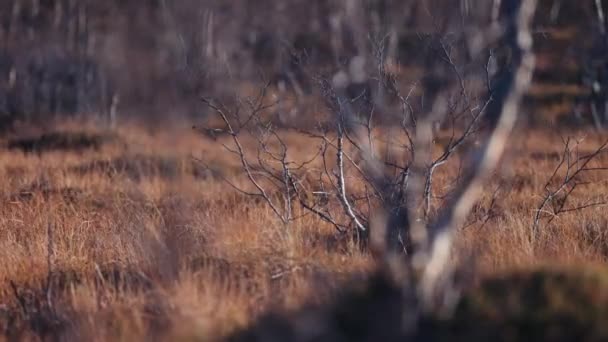 沼泽草原的特写镜头 黑漆漆的枝条伸出来了 水花前景 平底锅右 — 图库视频影像