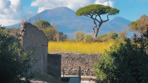 Pine Tree Growing Rural Area Pompeii Giant Mount Vesuvuis Background — Video Stock