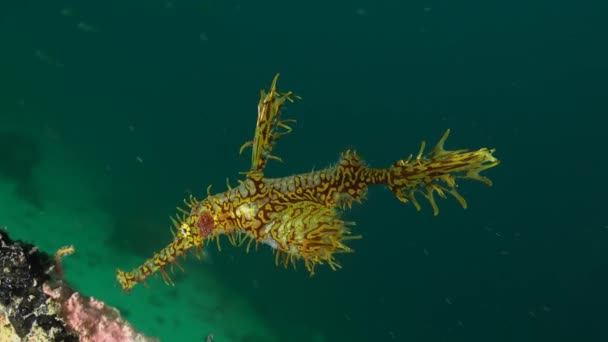 Yellow Ornate Ghost Pipefish Hovering Close Ship Wreck Tropical Reef — Stock videók