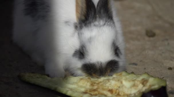 可爱的白兔和黑兔吃新鲜茄子特写镜头 — 图库视频影像