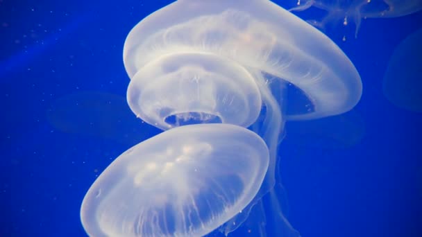 Hayvanat Bahçesi Akvaryumunda Altında Yüzen Bir Grup Beyaz Denizanası Işıkla — Stok video