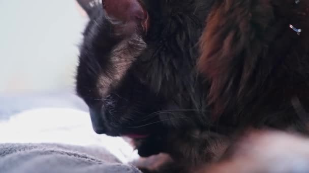 Μαύρη Γάτα Καθαρίζει Πόδια Της Αργή Κίνηση — Αρχείο Βίντεο