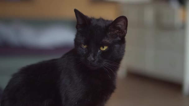 Portrét Černé Kočky Rozhlížející Pomalu Mrkající Žlutýma Očima — Stock video