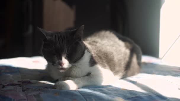 Cat Resting Indoors Bed Looking Looking Attentively Camera — Stock Video