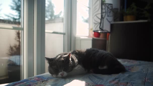 Lindo Gris Casa Gato Durmiendo Tranquilamente Sofá Por Ventana Estática — Vídeo de stock