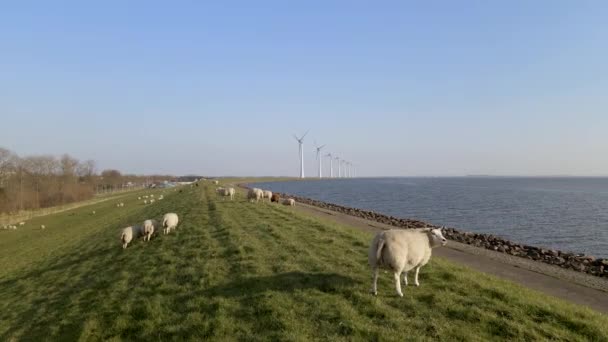 Orbiting Sheep Grazing Waterfront Grassland Windpark Background — Vídeo de Stock
