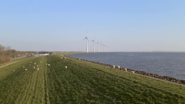 Ruhige Szenerie Schafherde Auf Grünem Gras See Fluss Windmühle Dreht — Stockvideo