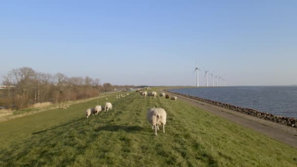 Slowly pullback from Sheep herd on Grass field near lake in Holland