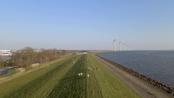 湖の河川敷での羊の放牧 オランダからの牧歌的な風景 空中プルバック — ストック動画