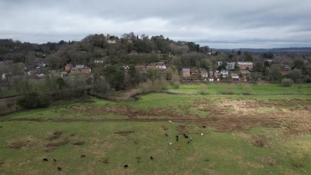 Cows Grazing Meadow England Drone View — Vídeos de Stock