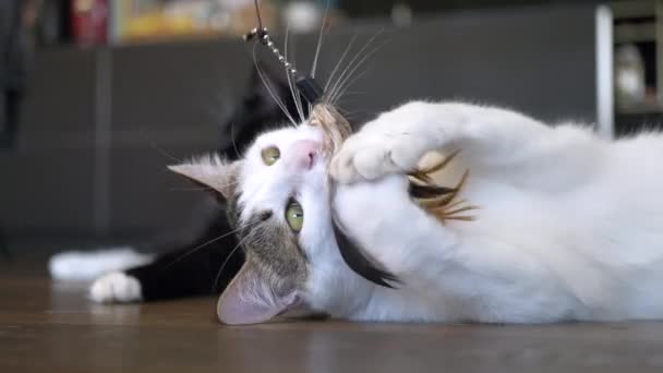 地面に横たわっているかわいい白い猫のショットを閉じ 自宅で羽で遊ぶ Prores — ストック動画