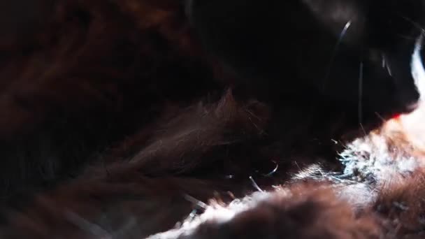Close Black Cat Cleaning Itself Focus Its Fur — Vídeos de Stock