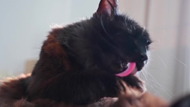 Gato Negro Limpiando Pata Cámara Lenta — Vídeo de stock