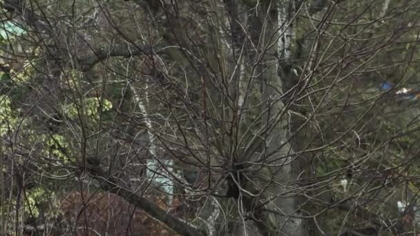 Великі Цицьки Птахів Шукають Їжу Гілках Дерева Взимку — стокове відео