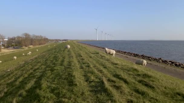 湖畔草原上的羊群群 乡村风景 空中追踪 — 图库视频影像