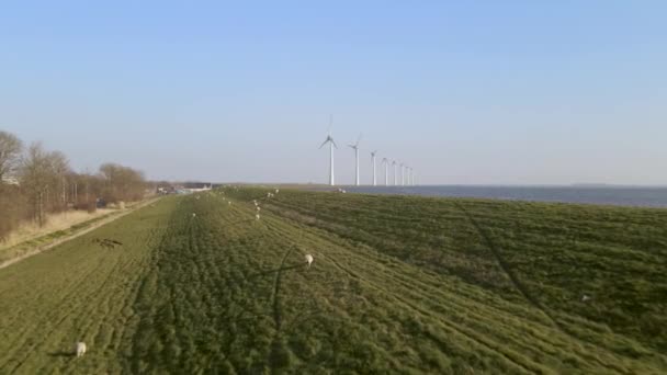 Flyover Flock Sheep Herding Green Field Windmill Distance Lake Riverside — Wideo stockowe