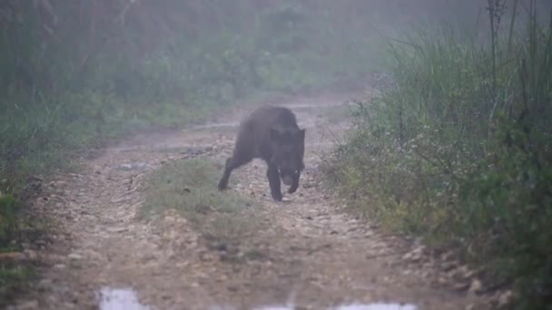 Wild Boar Walking Dirt Road Early Morning Fog Light — Stockvideo