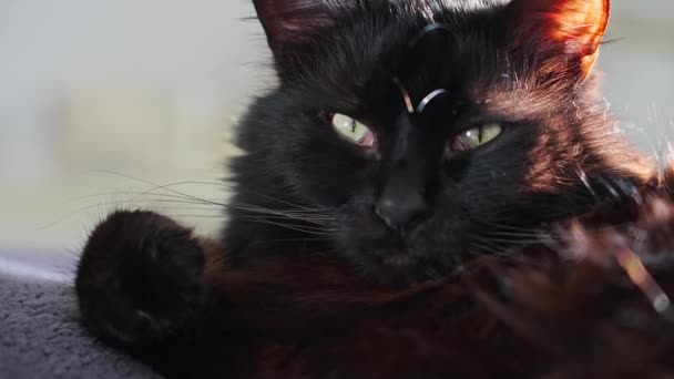 Μαύρη Γάτα Κοιτάζει Την Κάμερα Αργή Κίνηση — Αρχείο Βίντεο