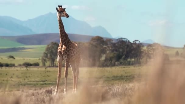 Giraffe Giraffa Camelopardalis Even Toed Ungulate Mammal Tallest Living Terrestrial — 비디오