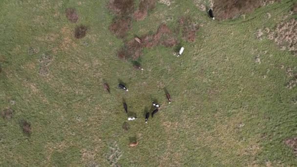 Overhead Drone View Cows Grazing English Field — Stock Video