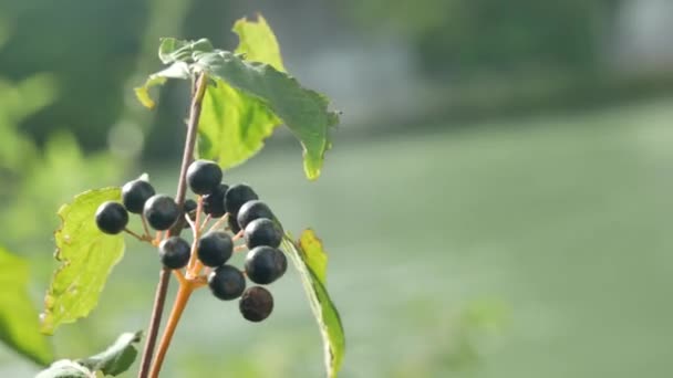 Blaubeerzweige Verstreut Mit Beeren Auf Moos Wald Super Nahaufnahme Hintergrund — Stockvideo