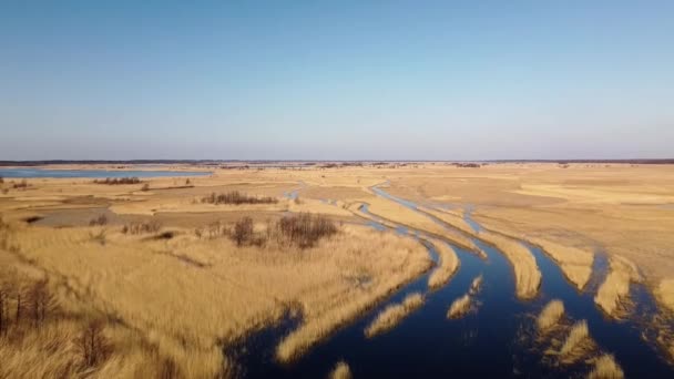 Aerial View Lake Overgrown Brown Reeds Lake Pape Nature Park — 비디오