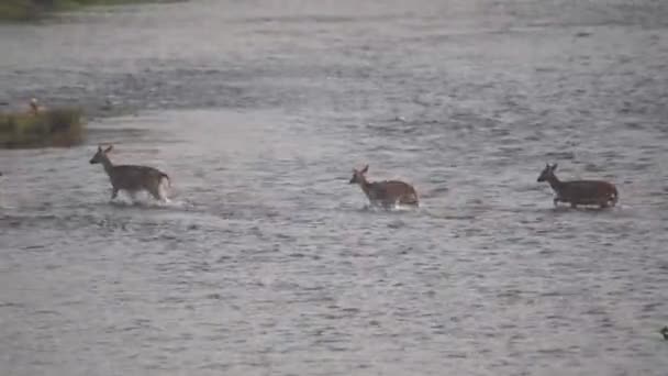 Some Spotted Deer Crossing River Chitwan National Park — Stok video