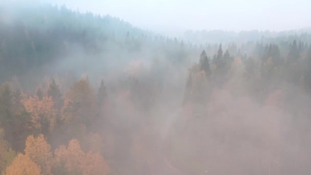 Zdjęcie Lotnicze Mglistej Leśnej Drogi Wczesnym Rankiem Widok Misty Leśnej — Wideo stockowe