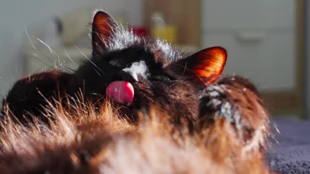 Handheld Shot Van Zwarte Kat Schoonmaken Zelf Ontspannen Slow Motion — Stockvideo