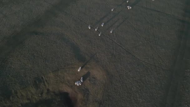 Folk Sheep Grazing Grassland Countryside Ireland Aerial View — Stok video