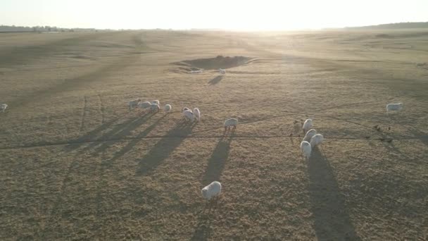 Luftaufnahme Einer Schafherde Die Sich Auf Der Wiese Bei Sonnenaufgang — Stockvideo