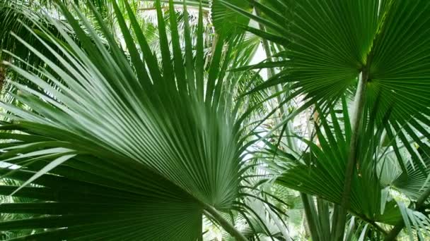 Tropical Palm Leaf Swaying Wind Daylight Summer Background Slow Motion — Video